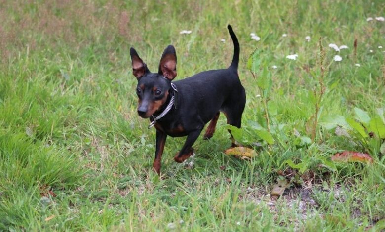 Cách chăm sóc chó Minpin từ 6 tháng trở lên: Bí quyết chăm sóc chó đúng cách