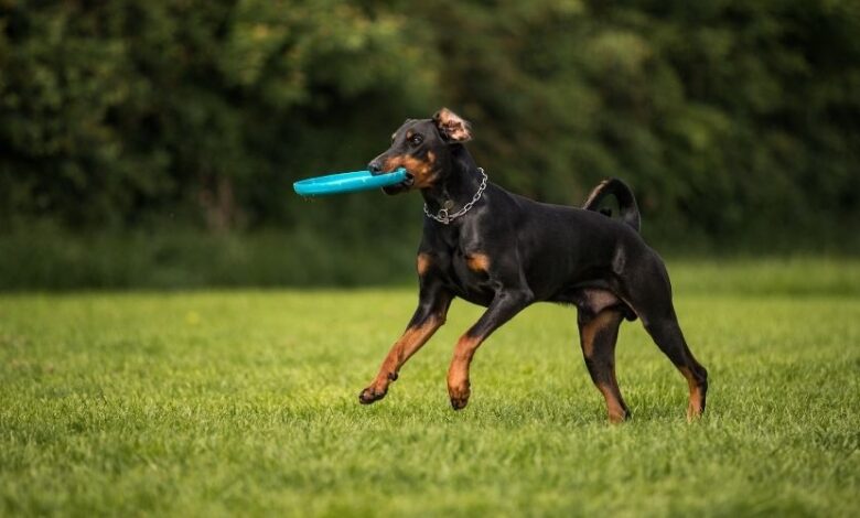 Chó Minpin: Năm đẻ mấy lứa và mọi điều bạn cần biết về việc sinh sản