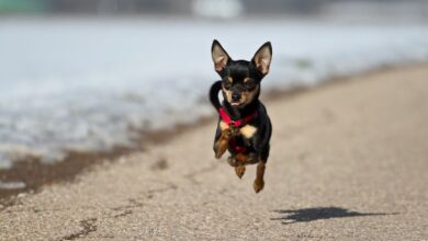 Cách chăm sóc chó Minpin mang thai hiệu quả nhất