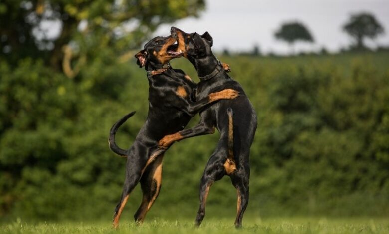 Nuôi chó Minpin: Chi phí nuôi có đắt đỏ không?