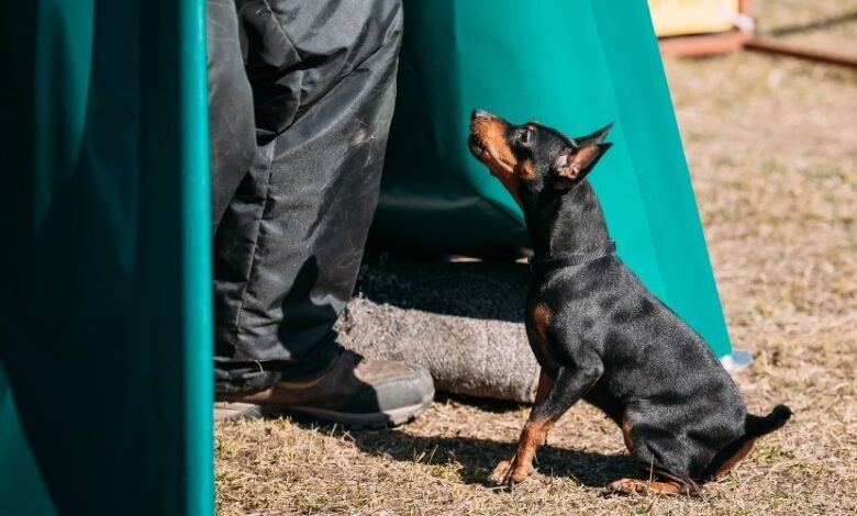 5 Bí Quyết Nuôi Chó Minpin Tốt Nhất Cho Chủ Nuôi