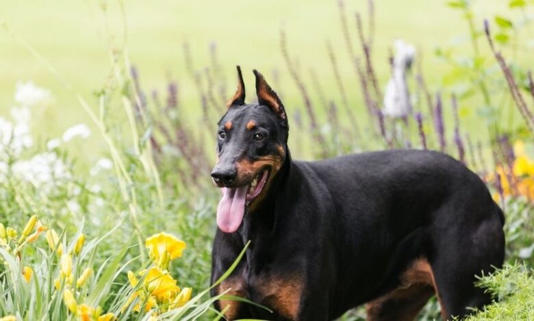 Chó Minpin bị tiêu chảy: Cách điều trị và liệu pháp chăm sóc