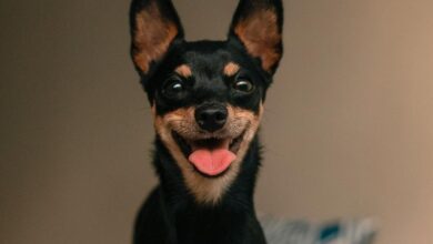 Cách bổ sung canxi cho chó Minpin: Bí quyết chăm sóc sức khỏe cho thú cưng