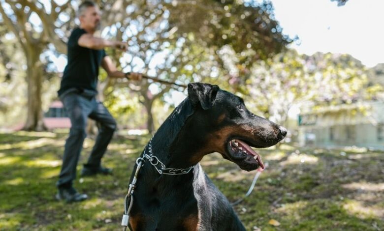 Cách chăm sóc chó Minpin từ 1-2 tháng tuổi: Bí quyết chăm sóc chó con hiệu quả