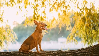 Cách tiêm phòng vacxin phòng bệnh cho chó con Minpin: Hướng dẫn chi tiết