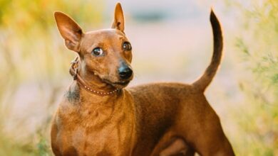 Cách chăm sóc và cắt tỉa lông cho chó Minpin một cách đẹp nhất