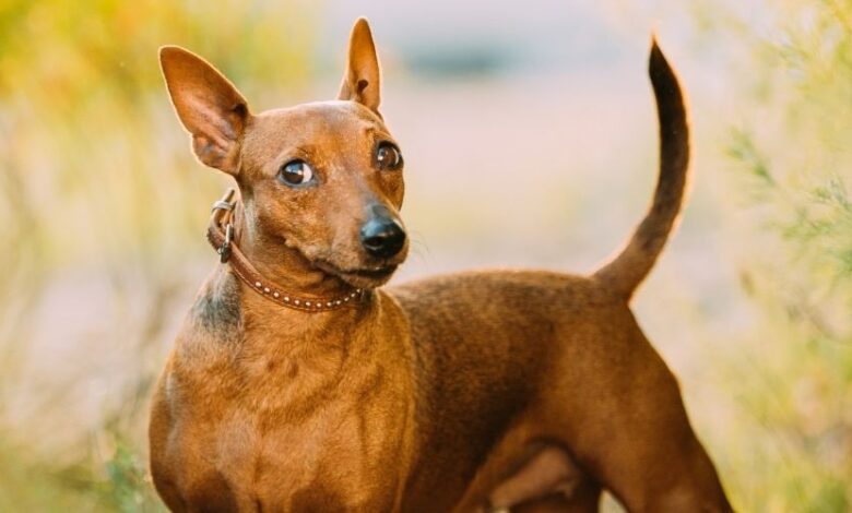 Cách chăm sóc và cắt tỉa lông cho chó Minpin một cách đẹp nhất